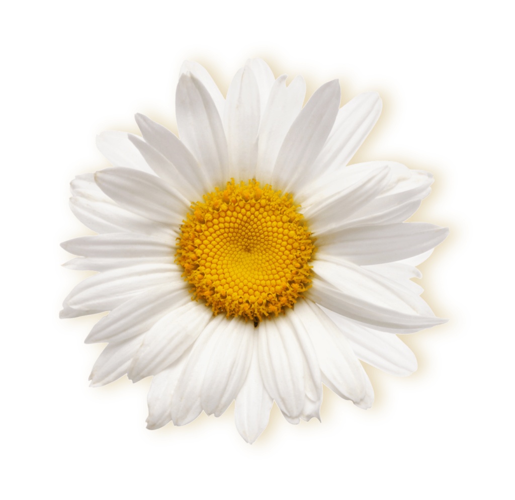 chamomile flower for the manzanilla sophia website