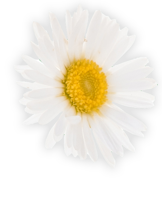 chamomile flower for the manzanilla sophia chamomile eyedrops website