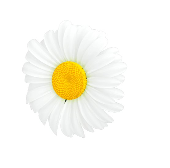 chamomile flower for the manzanilla sophia eyedrops website