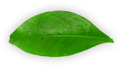horizontal leaf for the manzanilla sophia chamomile eyedrops website