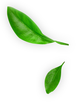 leafs for the manzanilla sophia chamomile eyedrops website