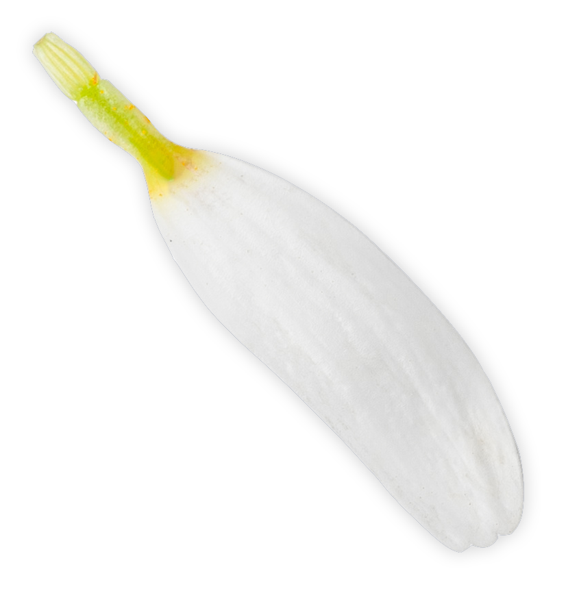 chamomile flower petal for the manzanilla sophia website