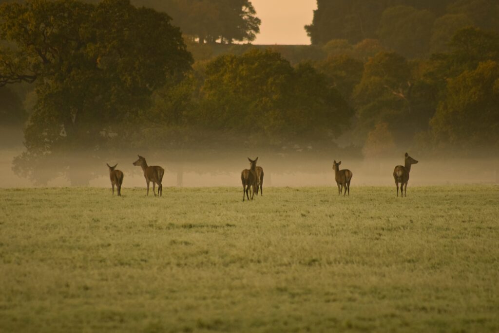 deer grazing in foggy field for the manzanilla sophia website