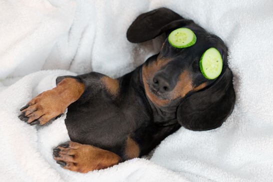 dog tucked in bed with cucumber slices on eyes for the manzanilla sophia blog