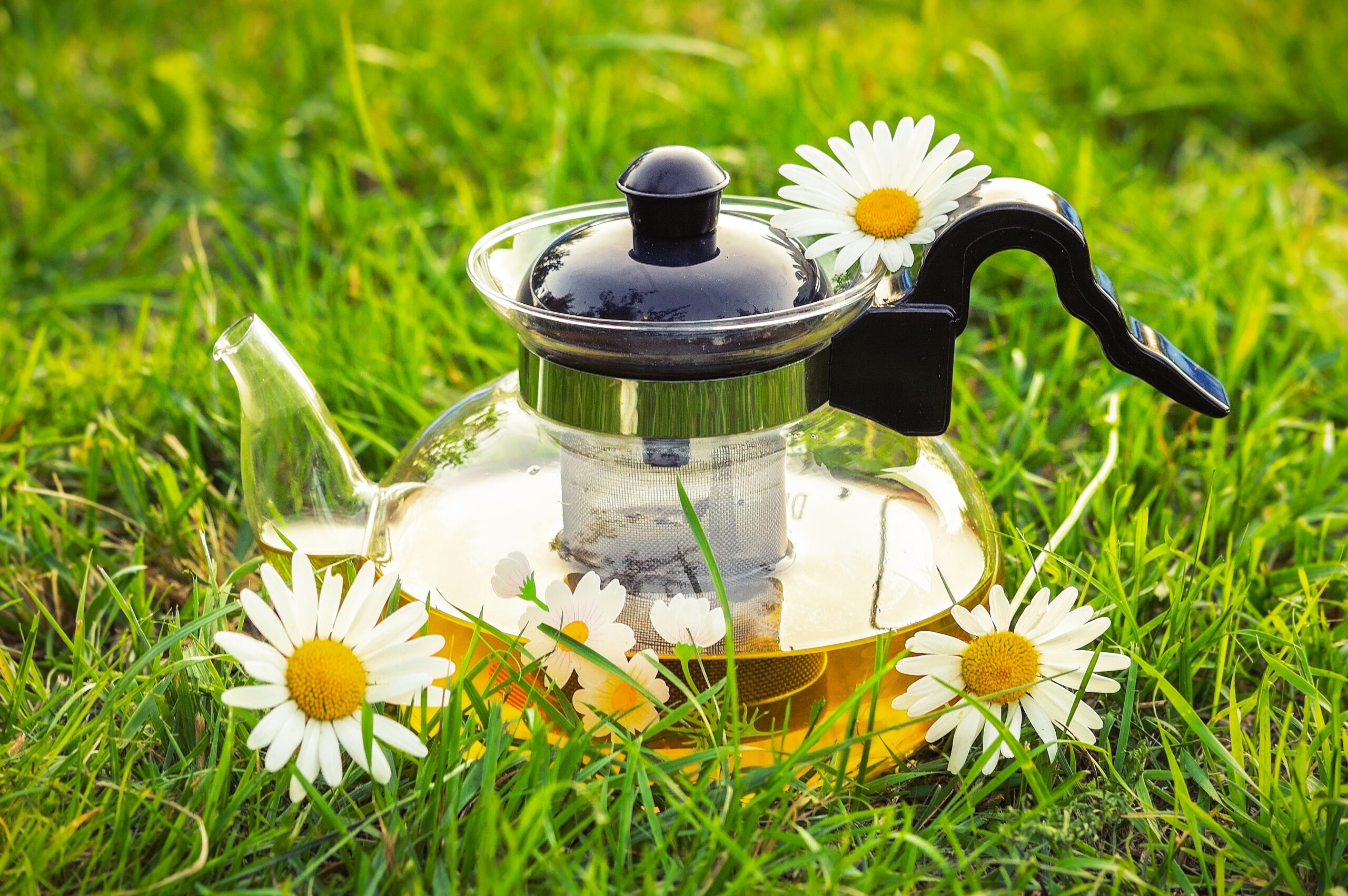chamomile manzanilla tea glass pot on grass for the manzanilla sophia blog