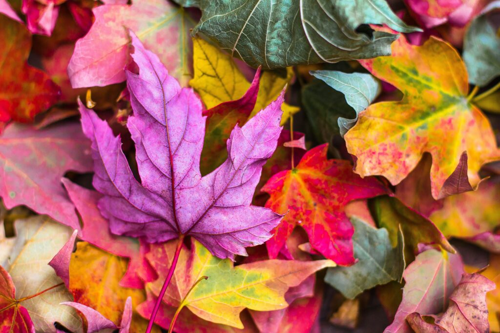 colorful stack of leaves for the manzanilla sophia blog